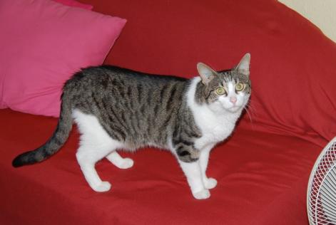 Vermisstmeldung Katze Weiblich , 21 jahre Dompierre-les-Ormes Frankreich