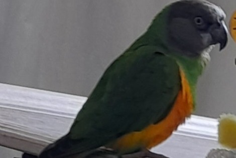 Vermisstmeldung Vogel Männliche , 2025 jahre Le Creusot Frankreich Vermisstmeldung Vogel Männliche , 2025 jahre Le Creusot Frankreich