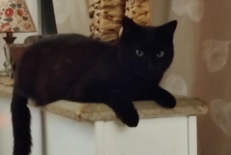 Alerte Disparition Chat Mâle , 3 ans Baudemont France