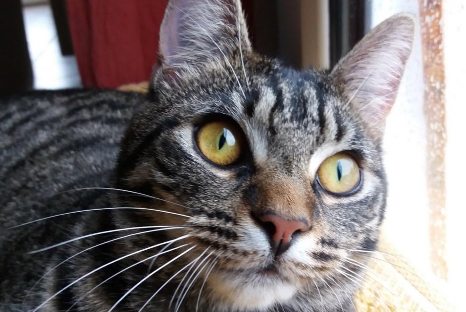 Alerte Disparition Chat Femelle , 4 ans Saint-Sernin-du-Bois France Alerte Disparition Chat Femelle , 4 ans Saint-Sernin-du-Bois France