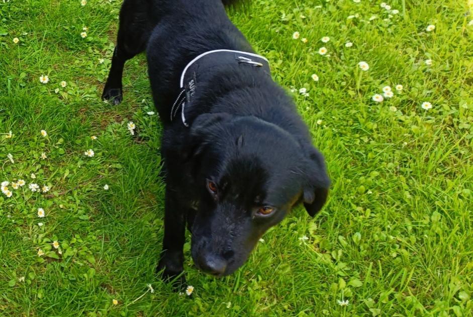 Vermësstemeldung Hond kräizung Männlech , 4 joer Huilly-sur-Seille France